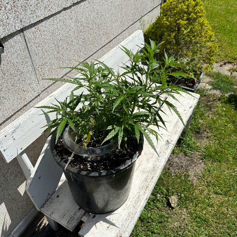 Bruce Banner growlog timeline photo