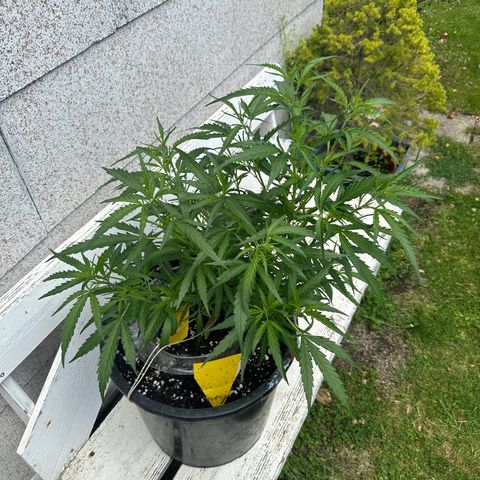 Bruce Banner growlog timeline photo