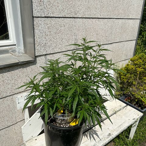 Bruce Banner growlog timeline photo