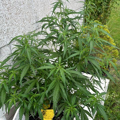 Bruce Banner growlog timeline photo