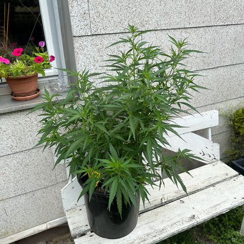 Bruce Banner growlog timeline photo