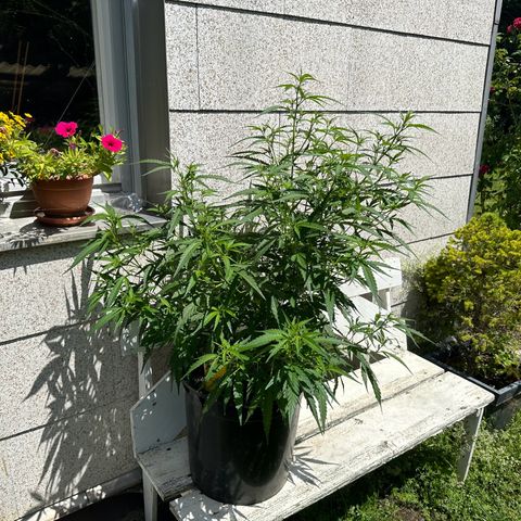Bruce Banner growlog timeline photo