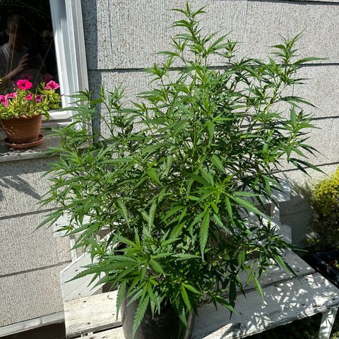 Bruce Banner growlog timeline photo