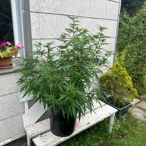 Bruce Banner growlog timeline photo