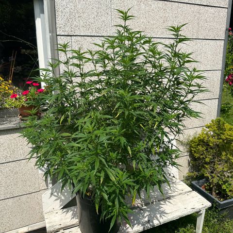 Bruce Banner growlog timeline photo