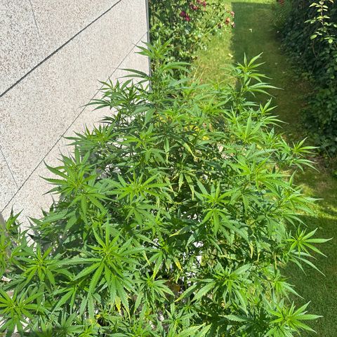 Bruce Banner growlog timeline photo