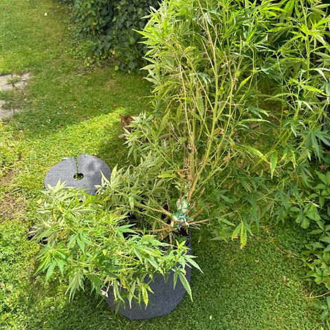 Bruce Banner growlog photo: Durch Gewitter umgefallen. 