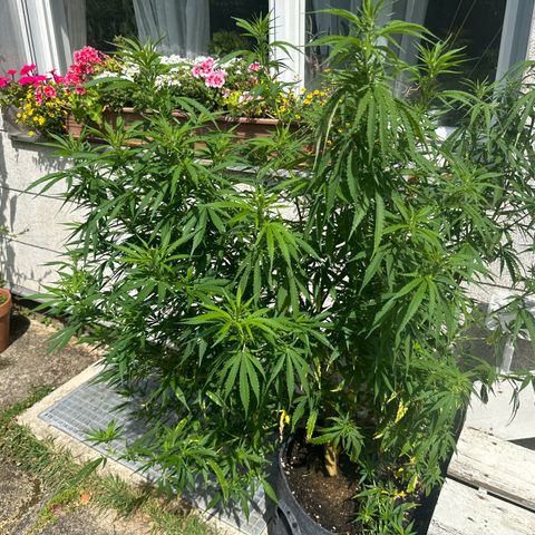 Bruce Banner growlog timeline photo