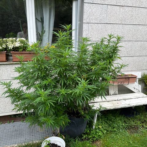 Bruce Banner growlog timeline photo