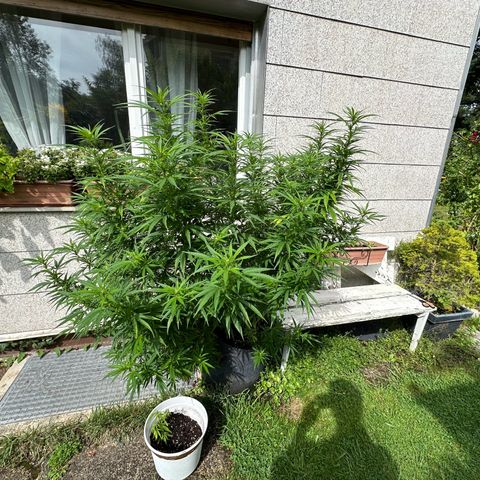 Bruce Banner growlog timeline photo
