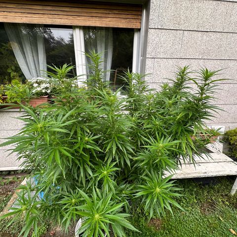 Bruce Banner growlog timeline photo