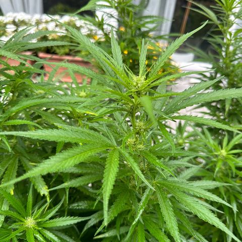 Bruce Banner growlog photo: Erste Blüten.