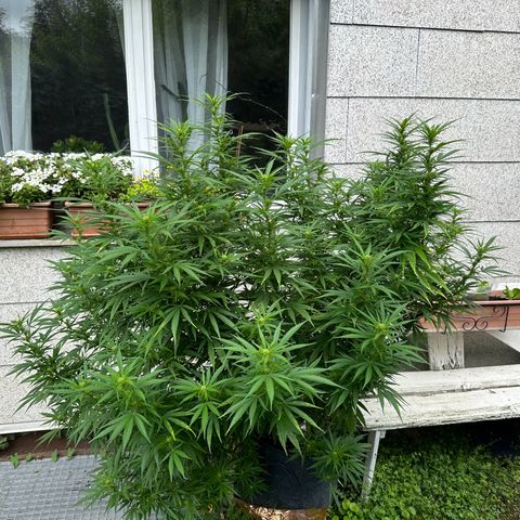 Bruce Banner growlog timeline photo