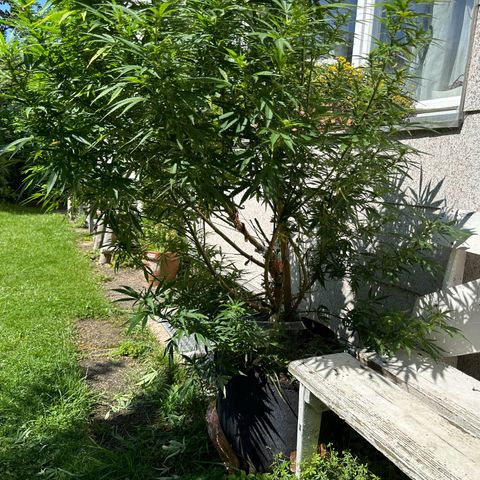 Bruce Banner growlog timeline photo