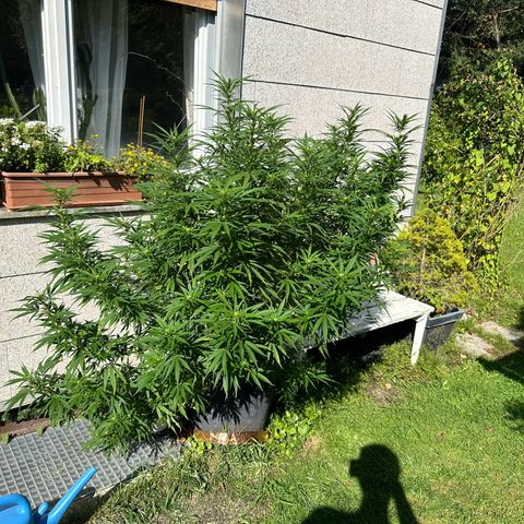 Bruce Banner growlog timeline photo