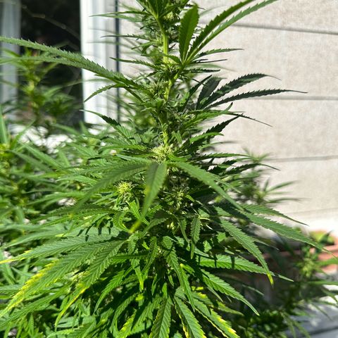Bruce Banner growlog timeline photo