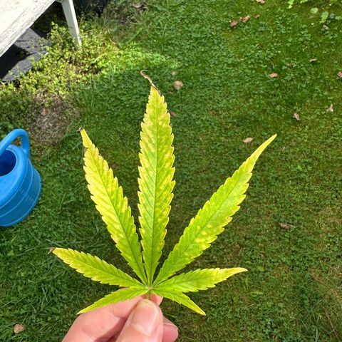 Bruce Banner growlog photo: Mangelerscheinungen