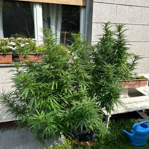 Bruce Banner growlog timeline photo