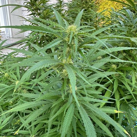 Bruce Banner growlog timeline photo