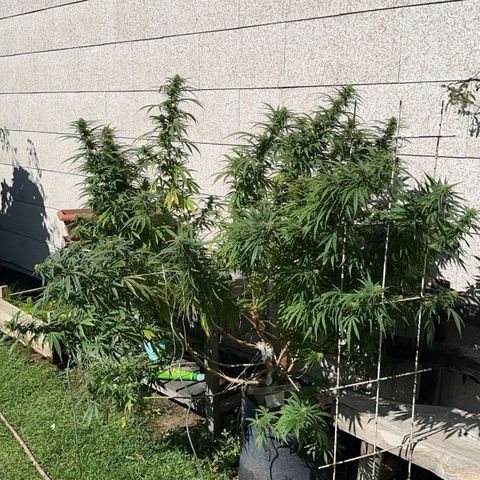 Bruce Banner growlog timeline photo