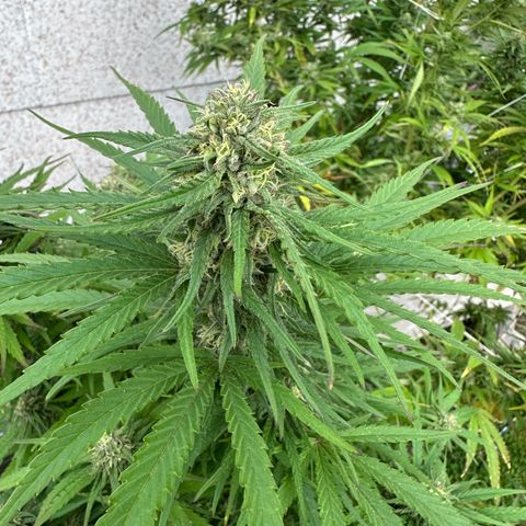 Bruce Banner growlog timeline photo