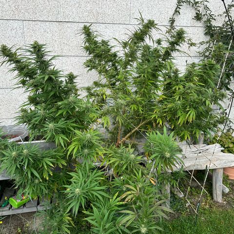Bruce Banner growlog timeline photo