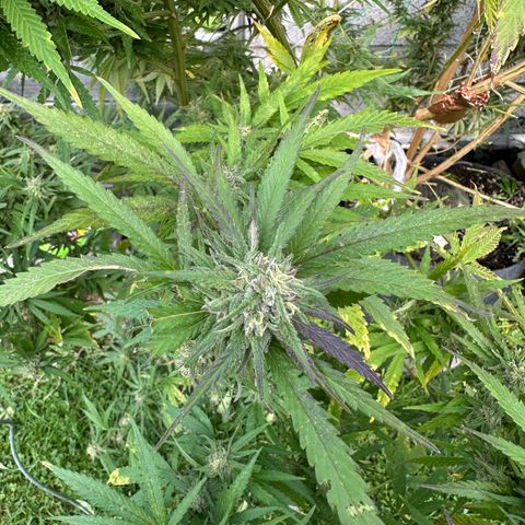 Bruce Banner growlog timeline photo