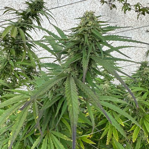 Bruce Banner growlog timeline photo