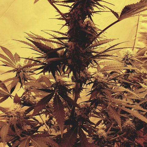 Critical kush  #1 growlog timeline photo