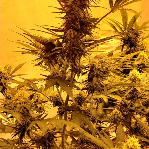 Critical kush  #1 growlog timeline photo