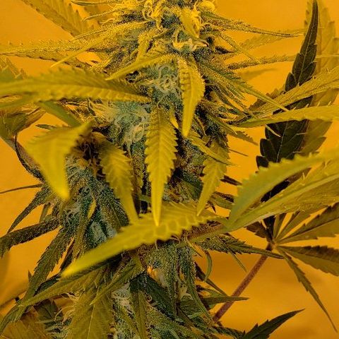 Critical kush  #1 growlog timeline photo