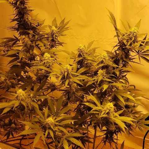 Critical kush  #1 growlog timeline photo