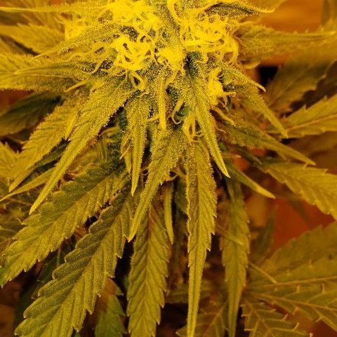 Critical kush  #1 growlog timeline photo
