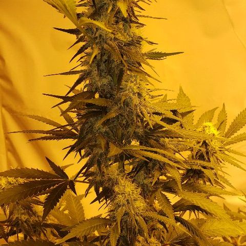 Critical kush  #1 growlog timeline photo