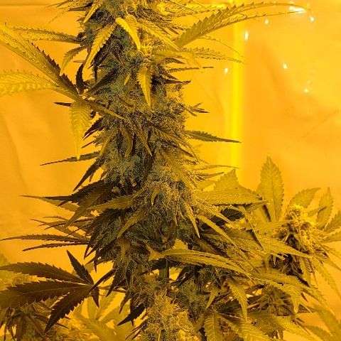 Critical kush  #1 growlog timeline photo