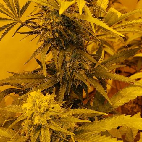 Critical kush  #1 growlog timeline photo