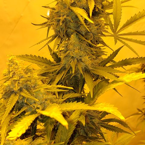 Critical kush  #1 growlog timeline photo