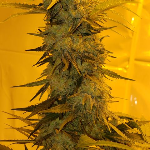 Critical kush  #1 growlog timeline photo