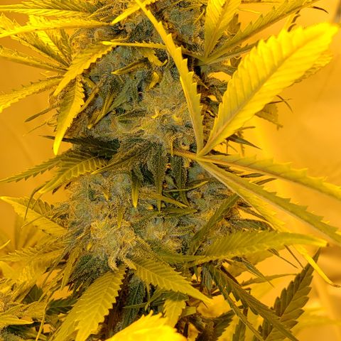 Critical kush  #1 growlog timeline photo