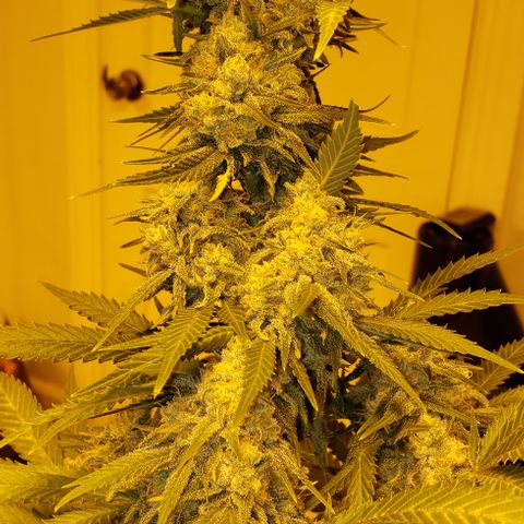 Critical kush  #1 growlog timeline photo