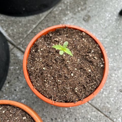 Sticky orange XXL growlog timeline photo