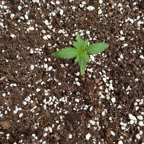 Sticky orange XXL growlog timeline photo