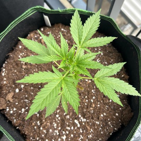Sticky orange XXL growlog timeline photo