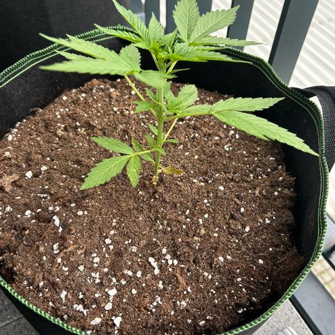 Sticky orange XXL growlog timeline photo