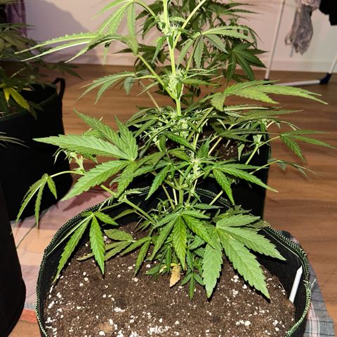 Sticky orange XXL growlog timeline photo