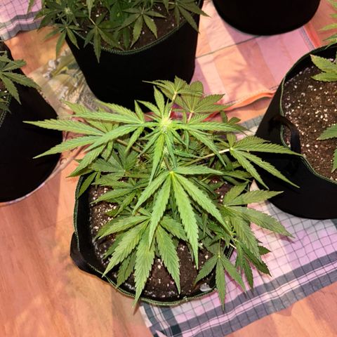 Sticky orange XXL growlog timeline photo
