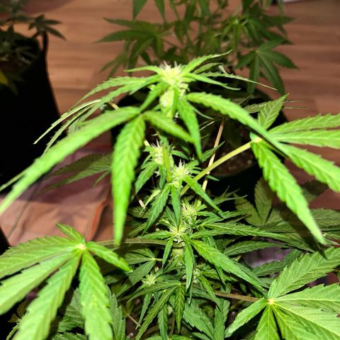 Sticky orange XXL growlog timeline photo