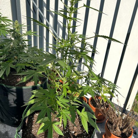 Sticky orange XXL growlog timeline photo
