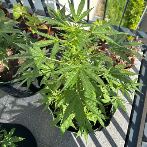 Sticky orange XXL growlog timeline photo