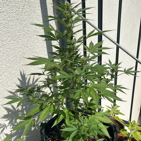 Sticky orange XXL growlog timeline photo